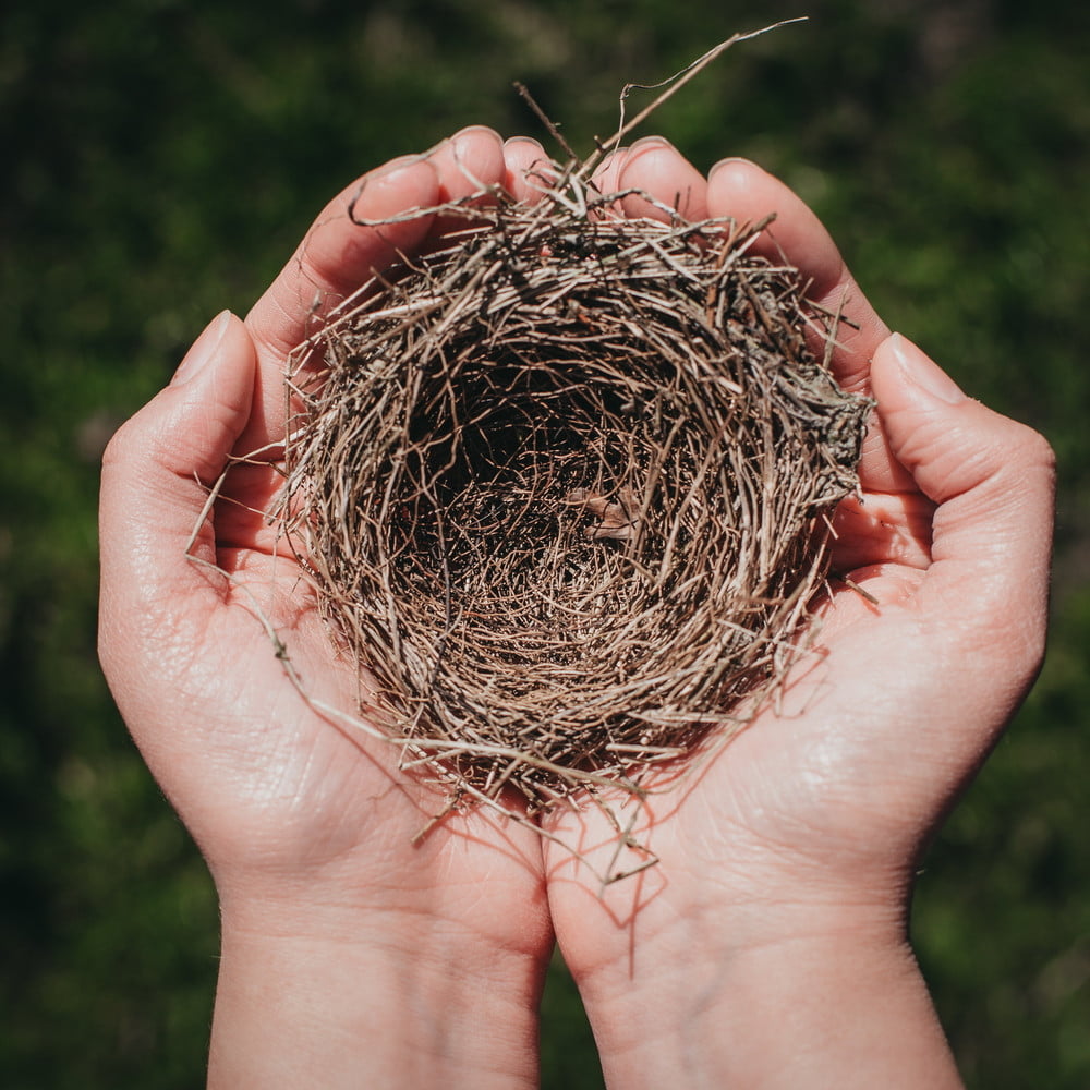 Empty Nest