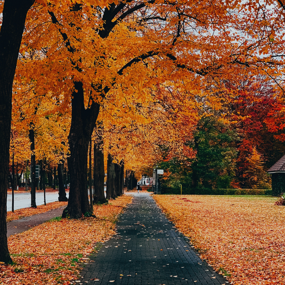 Fall Leaves